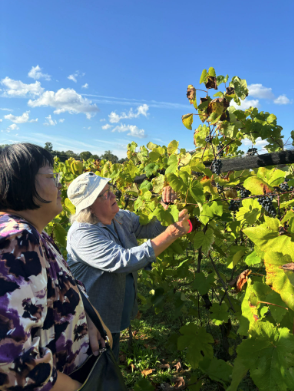 Two people in summer clothes examine grape leaves and fruit on the vine during a sunny day outdoors